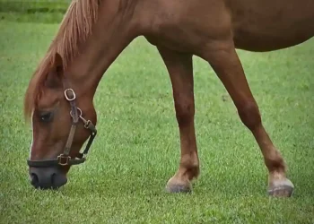 Keeping Pets Cool in Record Heat: Vets and Owners Share Essential Tips - AP Photo/Cody Jackson