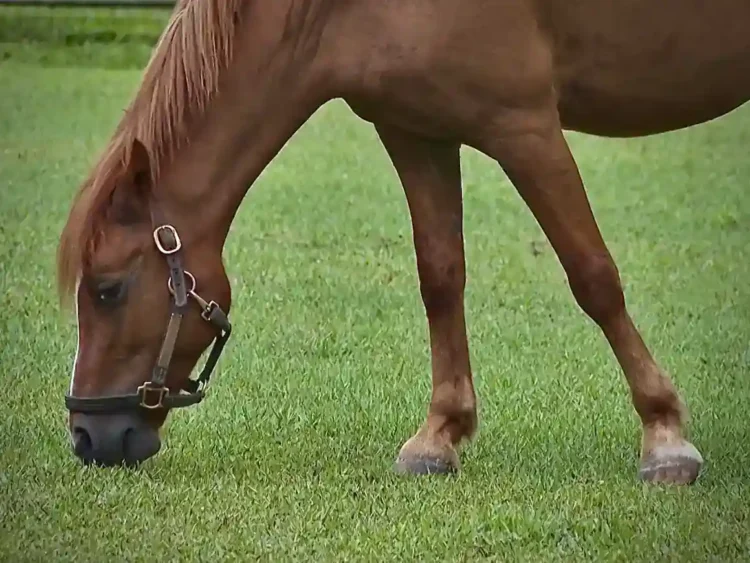 Keeping Pets Cool in Record Heat: Vets and Owners Share Essential Tips - AP Photo/Cody Jackson