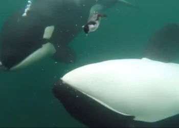 Marine Biologists Puzzled by Orcas Presenting Prey to People Across the Globe - Jared Towers