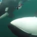 Marine Biologists Puzzled by Orcas Presenting Prey to People Across the Globe - Jared Towers