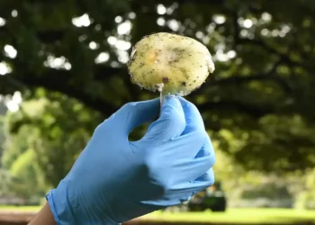 Death Cap Mushroom Lunch Leads to Triple Murder Conviction in Australia - William West/AFP/Getty Images/File
