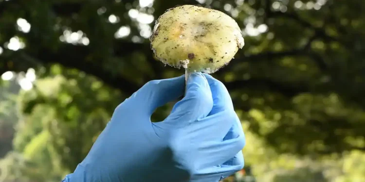 Death Cap Mushroom Lunch Leads to Triple Murder Conviction in Australia - William West/AFP/Getty Images/File