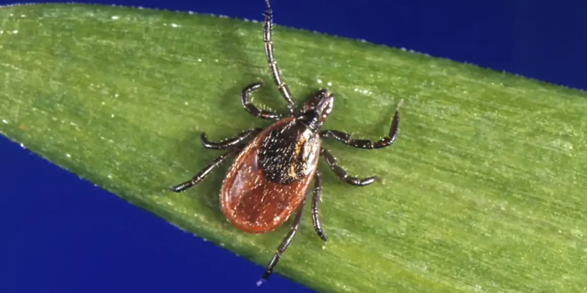 Ticks in Winter? Why You Should Be on Alert in Every Season - CDC via AP, File