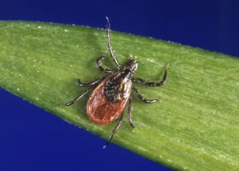 Ticks in Winter? Why You Should Be on Alert in Every Season - CDC via AP, File