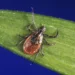 Ticks in Winter? Why You Should Be on Alert in Every Season - CDC via AP, File