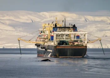 Krill Boom in Antarctica Sparks Overfishing Fears and Conservation Alarm - Youenn Kerdavid/Sea Shepherd via AP