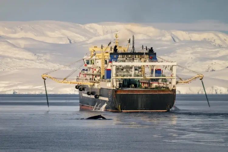 Krill Boom in Antarctica Sparks Overfishing Fears and Conservation Alarm - Youenn Kerdavid/Sea Shepherd via AP