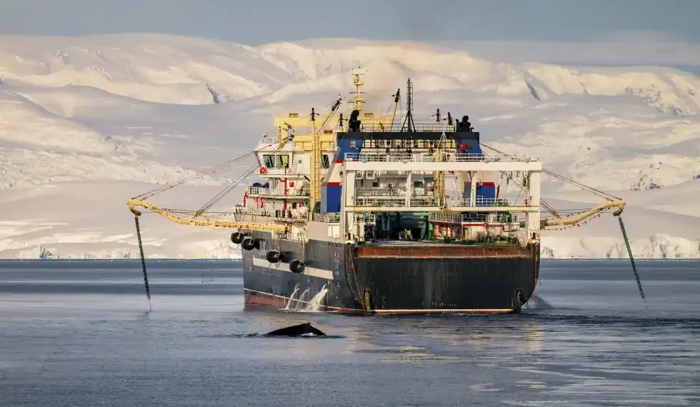 Krill Boom in Antarctica Sparks Overfishing Fears and Conservation Alarm - Youenn Kerdavid/Sea Shepherd via AP
