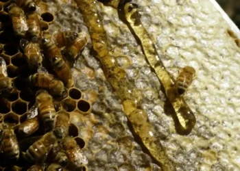 The Science of Honey’s Longevity: Nature’s Perfect Preservative - Getty Images