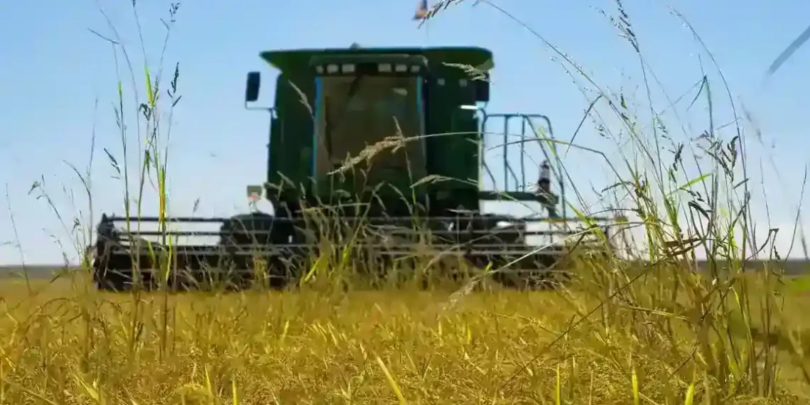 Tariff Tensions Rise: Trump Accuses Japan of Snubbing American Rice - Bill & Brigitte Clough/Design Pics Editorial/Universal Images Group/Getty Images