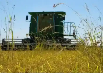 Tariff Tensions Rise: Trump Accuses Japan of Snubbing American Rice - Bill & Brigitte Clough/Design Pics Editorial/Universal Images Group/Getty Images