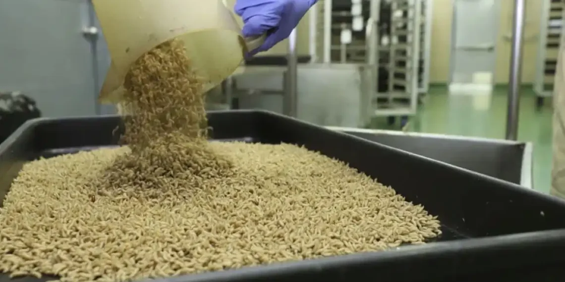 The Government Is Dropping Flies from Planes—Here’s Why - COPEG via AP