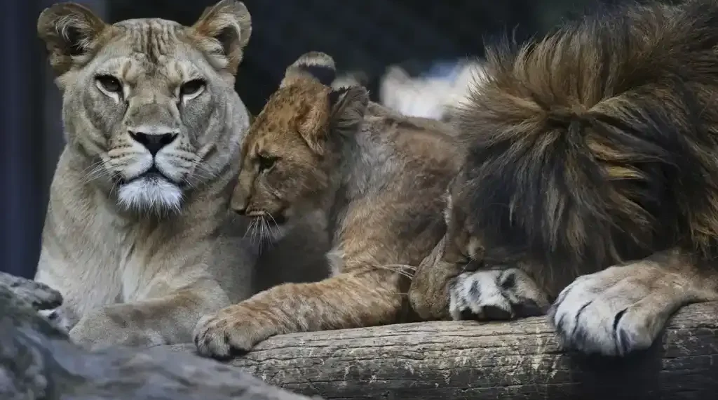 Four Barbary Lion Cubs Born at Dvůr Králové Safari Park Highlight Critical Steps in Global Lion Conservation Programs - AP Photo/Petr David Josek