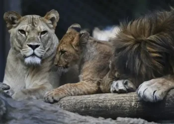 Four Barbary Lion Cubs Born at Dvůr Králové Safari Park Highlight Critical Steps in Global Lion Conservation Programs - AP Photo/Petr David Josek