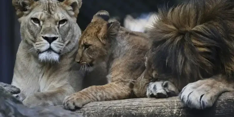 Four Barbary Lion Cubs Born at Dvůr Králové Safari Park Highlight Critical Steps in Global Lion Conservation Programs - AP Photo/Petr David Josek