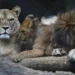 Four Barbary Lion Cubs Born at Dvůr Králové Safari Park Highlight Critical Steps in Global Lion Conservation Programs - AP Photo/Petr David Josek