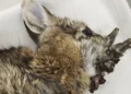 Fort Collins residents spot “Frankenstein bunnies,” but experts confirm hornlike growths are caused by a common, non-threatening rabbit virus. - Dr. Rachel Ruden/Iowa Department of Natural Resources via AP