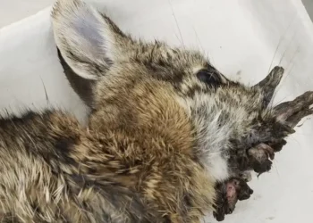 Fort Collins residents spot “Frankenstein bunnies,” but experts confirm hornlike growths are caused by a common, non-threatening rabbit virus. - Dr. Rachel Ruden/Iowa Department of Natural Resources via AP