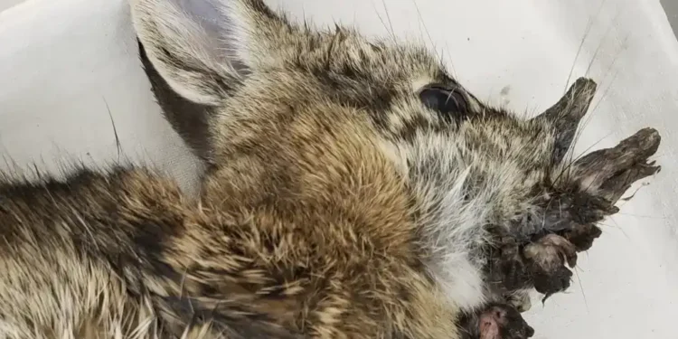 Fort Collins residents spot “Frankenstein bunnies,” but experts confirm hornlike growths are caused by a common, non-threatening rabbit virus. - Dr. Rachel Ruden/Iowa Department of Natural Resources via AP