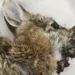 Fort Collins residents spot “Frankenstein bunnies,” but experts confirm hornlike growths are caused by a common, non-threatening rabbit virus. - Dr. Rachel Ruden/Iowa Department of Natural Resources via AP
