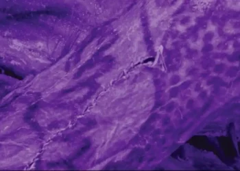 High-Tech Imaging Uncovers Intricate Tattoos on Ancient Siberian Mummy - G. Caspari & M. Vavulin/CNN