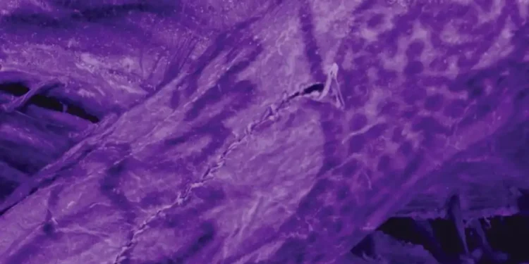 High-Tech Imaging Uncovers Intricate Tattoos on Ancient Siberian Mummy - G. Caspari & M. Vavulin/CNN