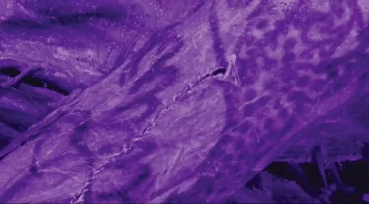 High-Tech Imaging Uncovers Intricate Tattoos on Ancient Siberian Mummy - G. Caspari & M. Vavulin/CNN