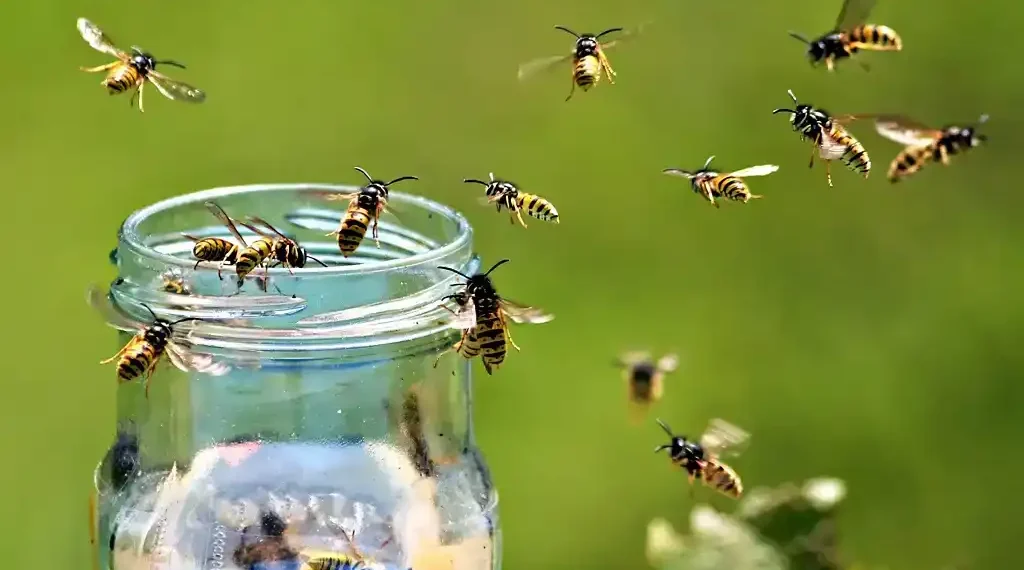 How to stop wasps from ruining your picnic: Practical tips to manage wasp behavior and protect your outdoor dining experience this summer and beyond. - Getty Images/BBC