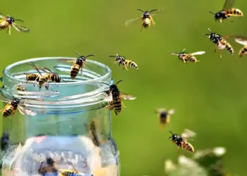 How to stop wasps from ruining your picnic: Practical tips to manage wasp behavior and protect your outdoor dining experience this summer and beyond. - Getty Images/BBC