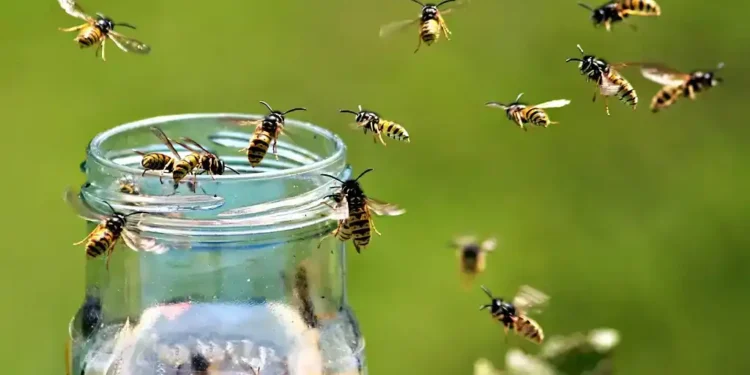How to stop wasps from ruining your picnic: Practical tips to manage wasp behavior and protect your outdoor dining experience this summer and beyond. - Getty Images/BBC