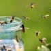 How to stop wasps from ruining your picnic: Practical tips to manage wasp behavior and protect your outdoor dining experience this summer and beyond. - Getty Images/BBC