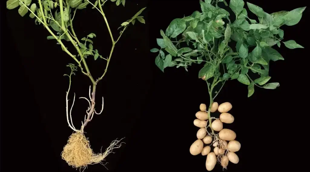 The Surprising Tomato Connection Behind the Potato’s Ancient Origins - AGIS-CAAS