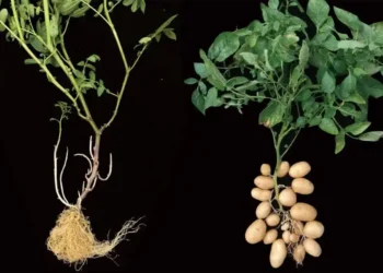 The Surprising Tomato Connection Behind the Potato’s Ancient Origins - AGIS-CAAS