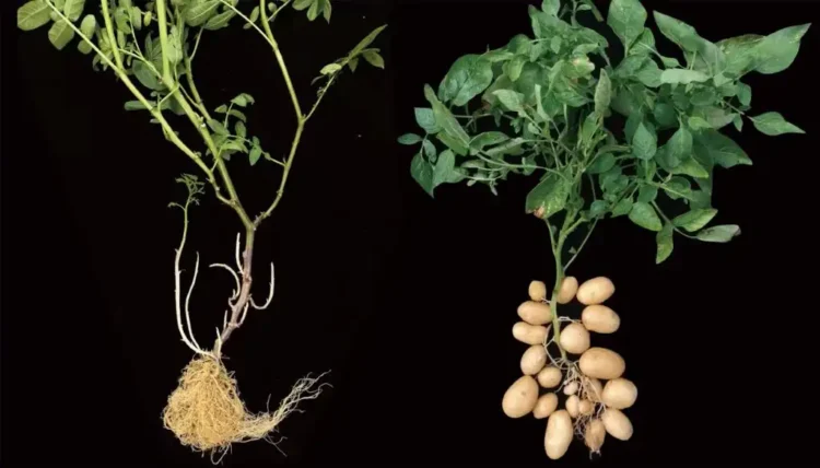 The Surprising Tomato Connection Behind the Potato’s Ancient Origins - AGIS-CAAS
