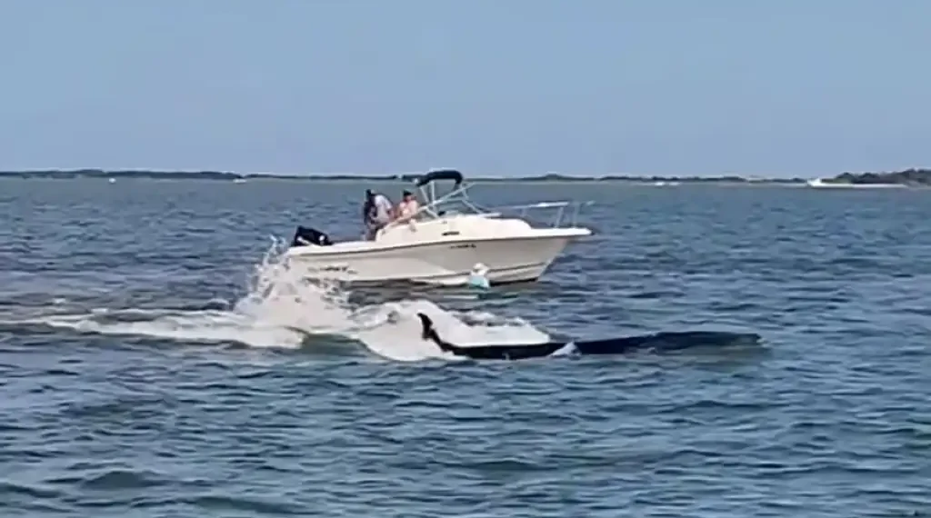 Tragic Whale-Boat Collision in Barnegat Bay Leaves Minke Whale Dead - Kim Mancini