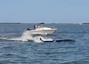 Tragic Whale-Boat Collision in Barnegat Bay Leaves Minke Whale Dead - Kim Mancini