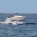 Tragic Whale-Boat Collision in Barnegat Bay Leaves Minke Whale Dead - Kim Mancini