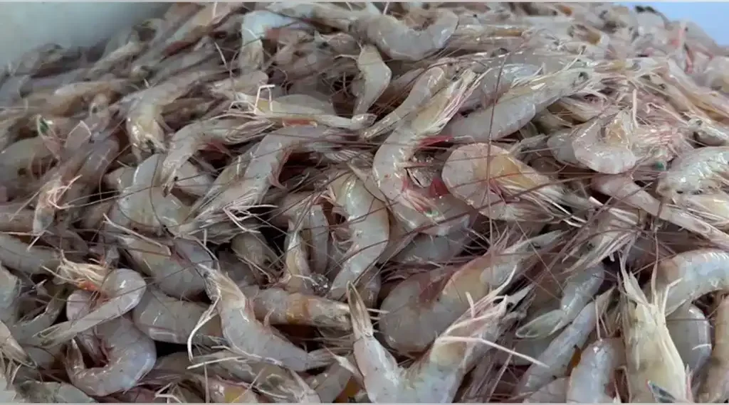 Walmart Shrimp Recall: FDA Confirms Cesium-137 Contamination in Imported Seafood, Issues Nationwide Consumer Safety Warning - FOX News / Fox Business