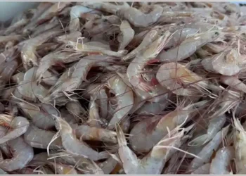 Walmart Shrimp Recall: FDA Confirms Cesium-137 Contamination in Imported Seafood, Issues Nationwide Consumer Safety Warning - FOX News / Fox Business
