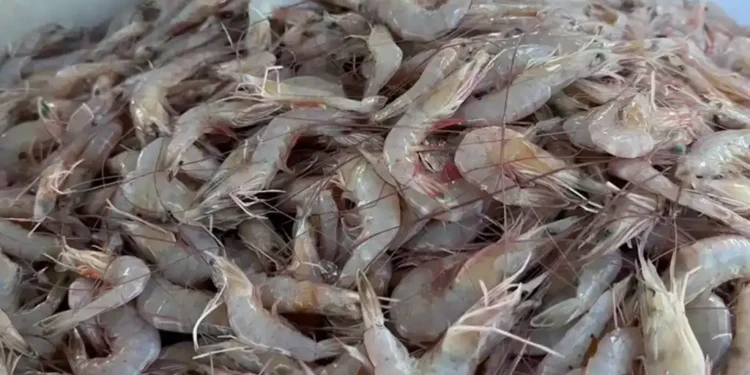 Walmart Shrimp Recall: FDA Confirms Cesium-137 Contamination in Imported Seafood, Issues Nationwide Consumer Safety Warning - FOX News / Fox Business