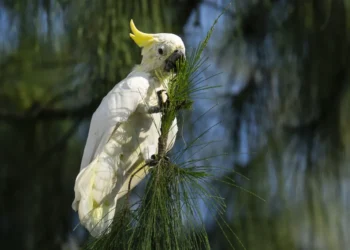 Hong Kong Conservationists Use Nest Boxes to Protect Critically Endangered Yellow-Crested Cockatoos Facing Habitat Loss and Pet Trade Threats - AP Photo/Chan Long Hei
