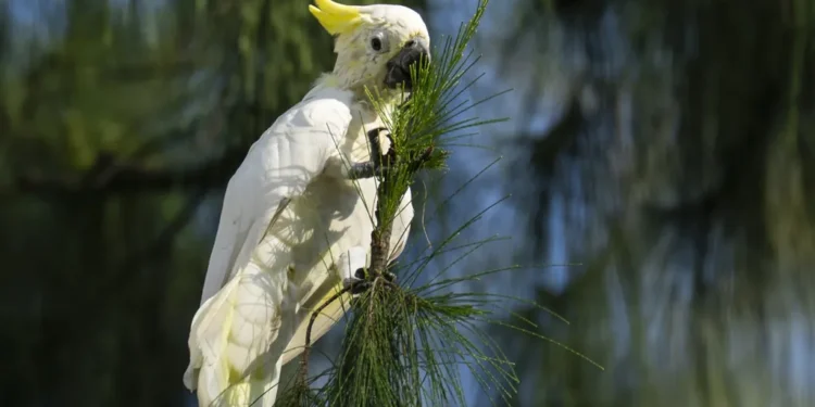 Hong Kong Conservationists Use Nest Boxes to Protect Critically Endangered Yellow-Crested Cockatoos Facing Habitat Loss and Pet Trade Threats - AP Photo/Chan Long Hei