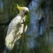 Hong Kong Conservationists Use Nest Boxes to Protect Critically Endangered Yellow-Crested Cockatoos Facing Habitat Loss and Pet Trade Threats - AP Photo/Chan Long Hei