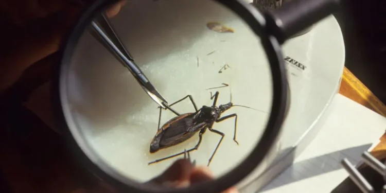 Experts Warn Chagas Disease Is Now Endemic in the U.S. as Kissing Bug Parasite Spreads Across Southern States and Raises Urgent Public Health Concerns - Universal Images Group/Getty Images
