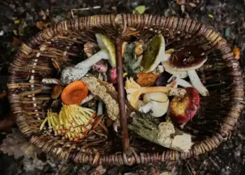 Germany Revives Mushroom-Hunting Tradition as Urban Foragers Flock to Forests - AP Photo/Ebrahim Noroozi
