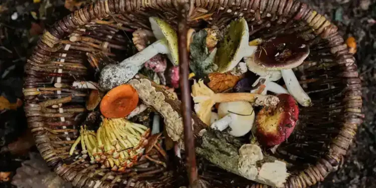 Germany Revives Mushroom-Hunting Tradition as Urban Foragers Flock to Forests - AP Photo/Ebrahim Noroozi