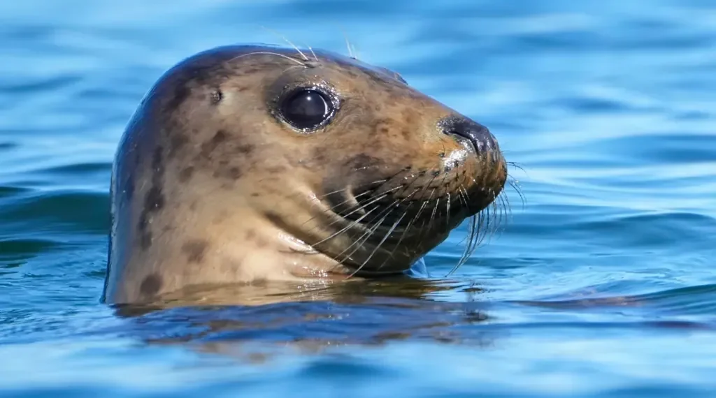 GOP-Backed Bill Targets 50-Year-Old Marine Mammal Protection Law - AP Photo/Robert F. Bukaty