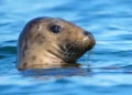 GOP-Backed Bill Targets 50-Year-Old Marine Mammal Protection Law - AP Photo/Robert F. Bukaty
