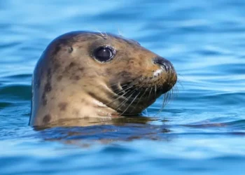 GOP-Backed Bill Targets 50-Year-Old Marine Mammal Protection Law - AP Photo/Robert F. Bukaty