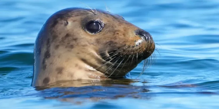 GOP-Backed Bill Targets 50-Year-Old Marine Mammal Protection Law - AP Photo/Robert F. Bukaty